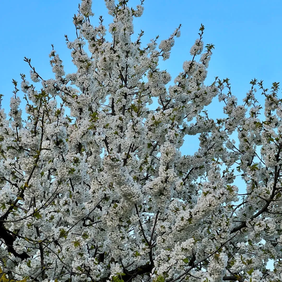 Spring blossoms in Italy